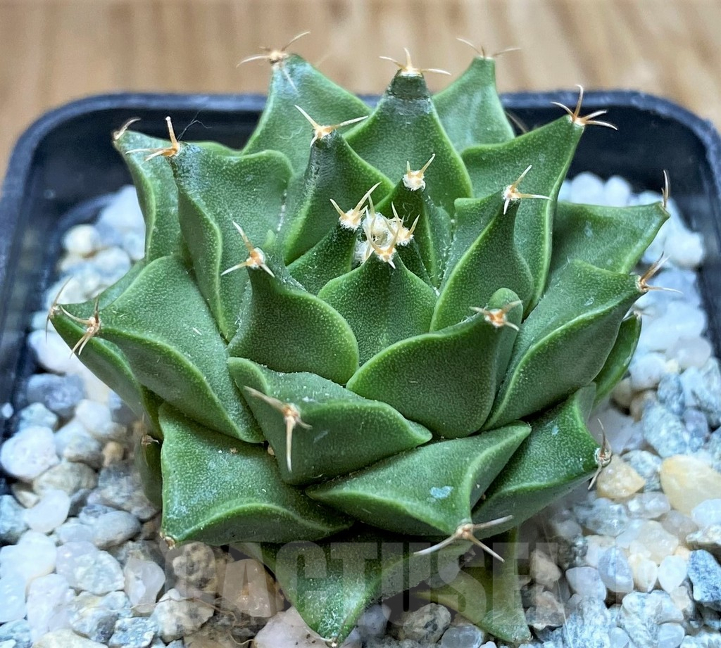 SH9735 Obregonia denigrii