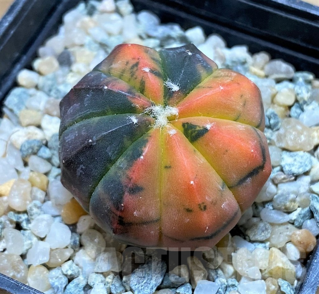 SH9739 Astrophytum asterias 'Red Purple Skin' f. variegata