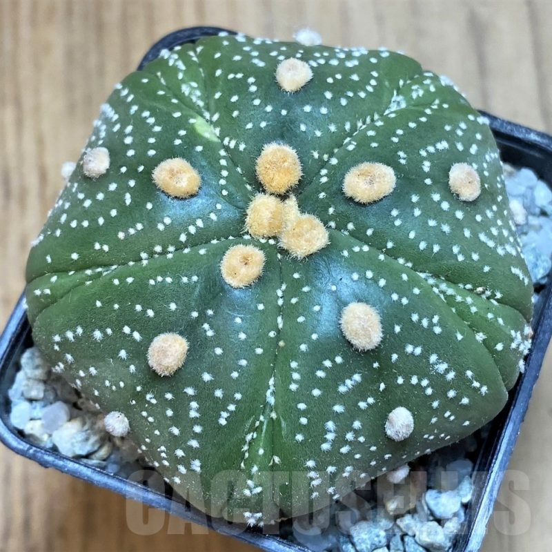 SH9740 Astrophytum asterias ‘Kikko’, 5-ribs