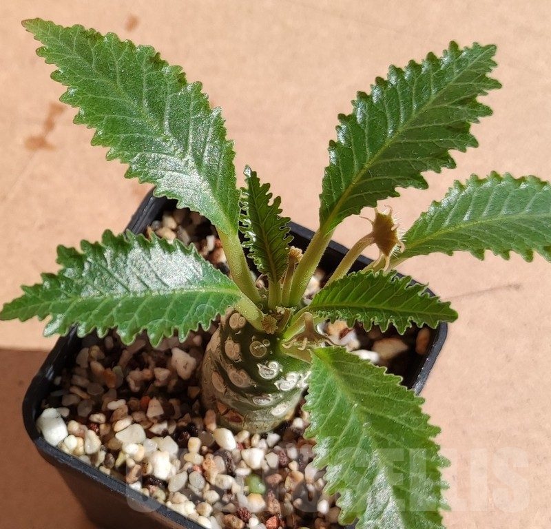 SH9970 Dorstenia horwoodii hybrid