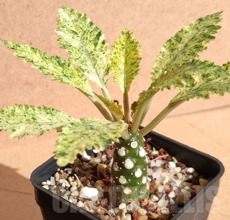 SH9973 Dorstenia hybrid f. variegata
