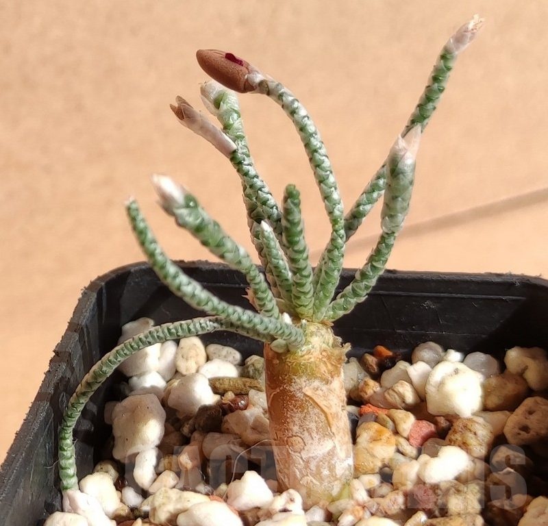 SH9071 Avonia alstonii, pink flower