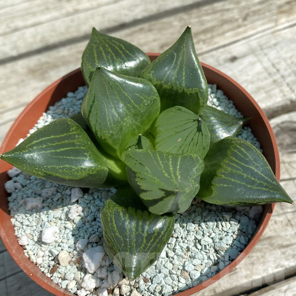 SH8495 Haworthia ‘Urahannya’