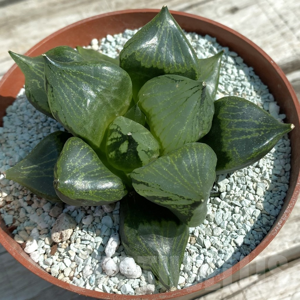 SH8496 Haworthia ‘Urahannya’