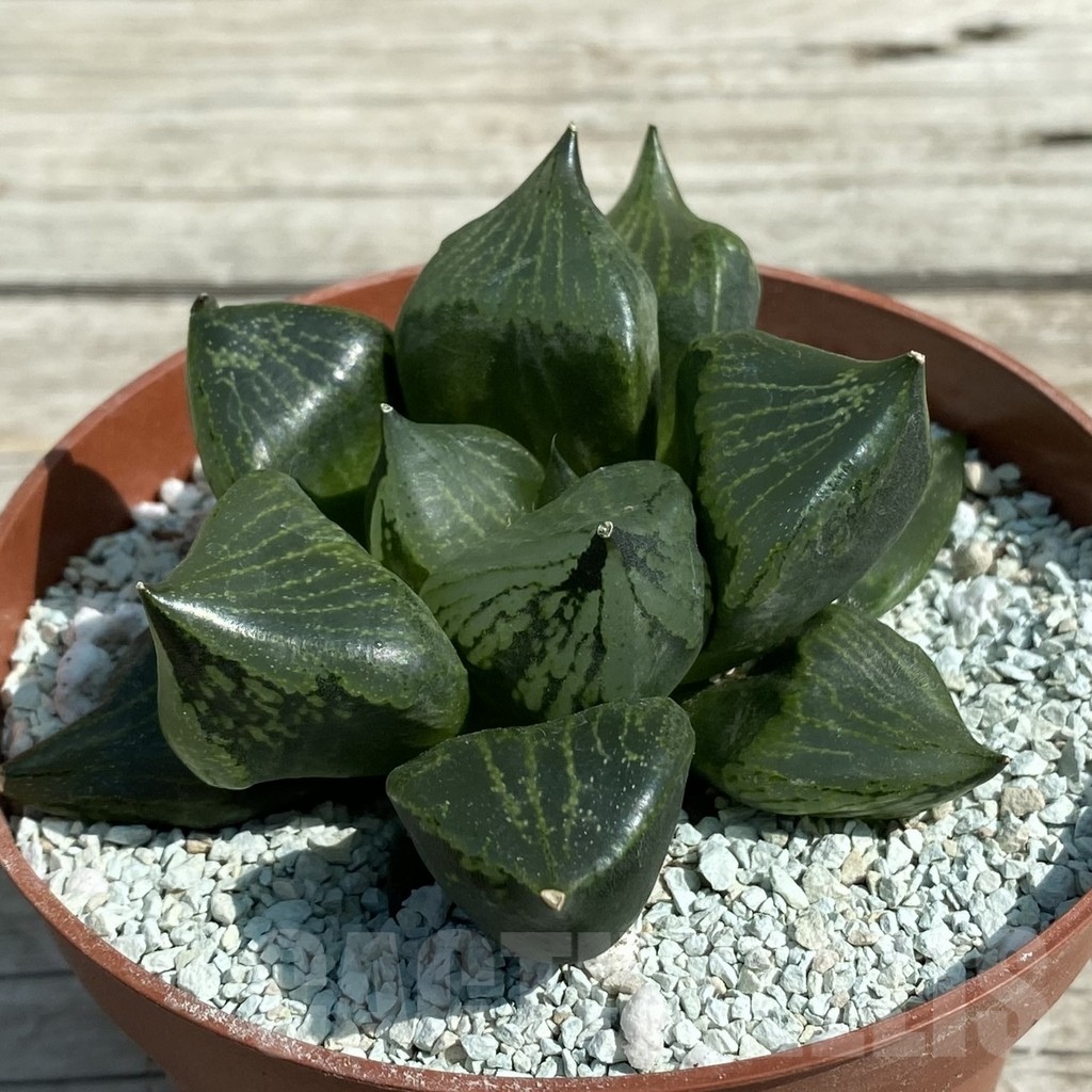 SH8496 Haworthia ‘Urahannya’ - immagine 2