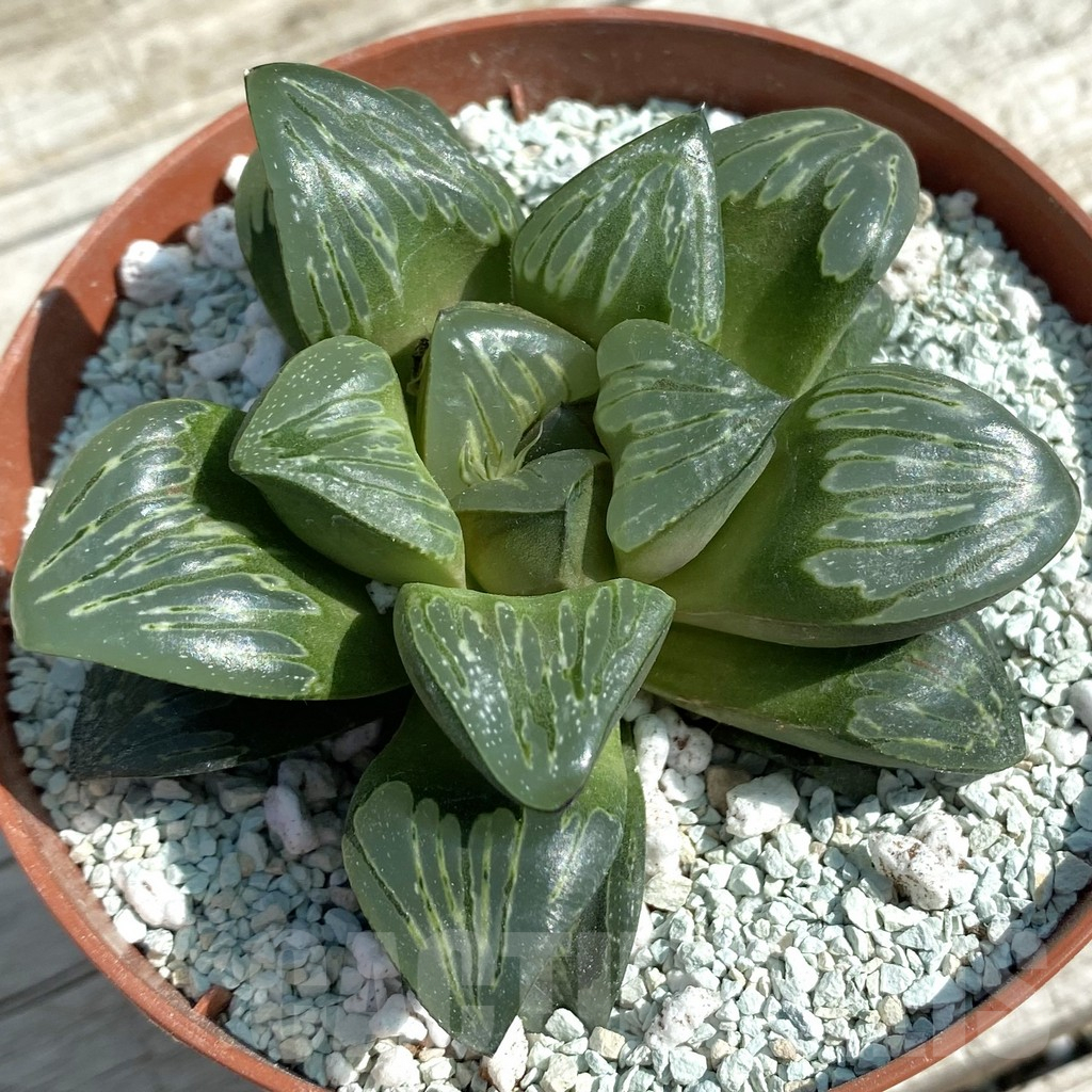 SH8497 Haworthia 'Silver Turtle'