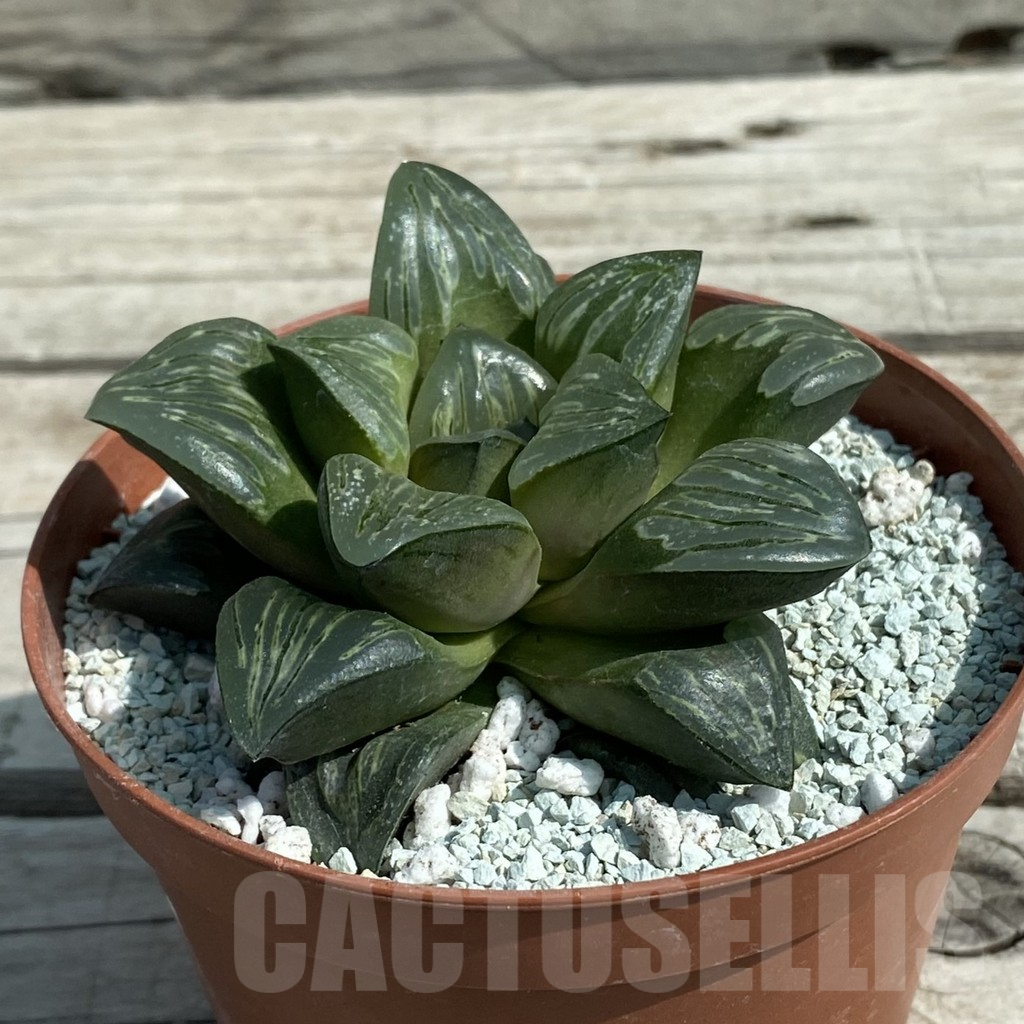 SH8497 Haworthia 'Silver Turtle' - immagine 2