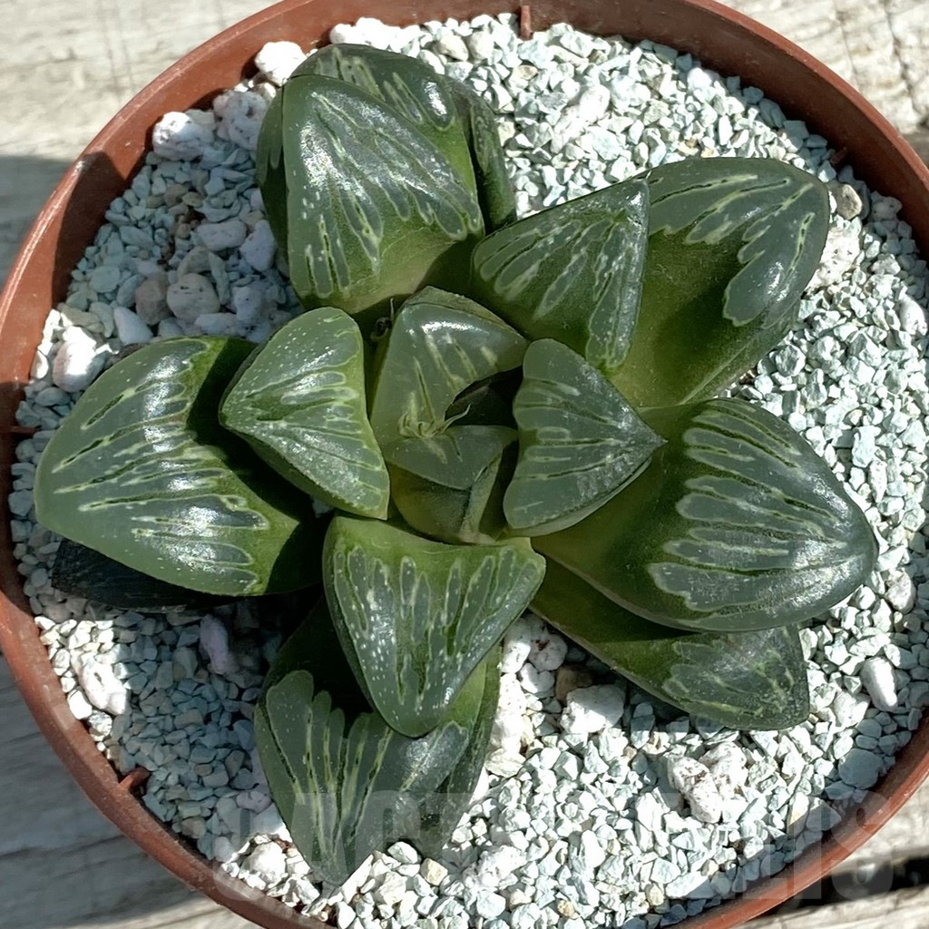 SH8497 Haworthia 'Silver Turtle' - immagine 3