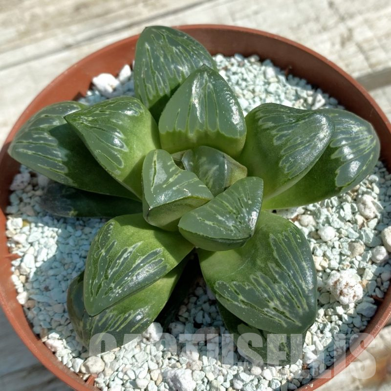 SH8498 Haworthia 'Silver Turtle'