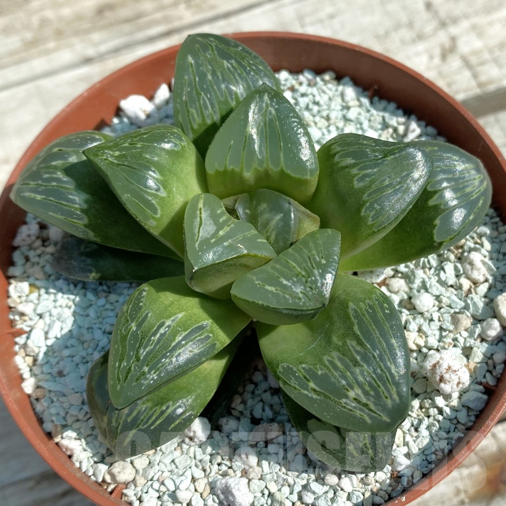 SH8498 Haworthia 'Silver Turtle'