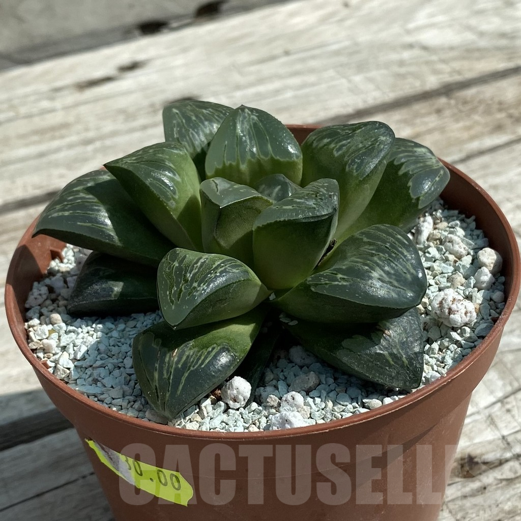 SH8498 Haworthia 'Silver Turtle' - Image 2