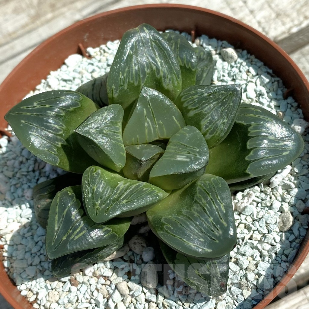 SH8499 Haworthia 'Silver Turtle'