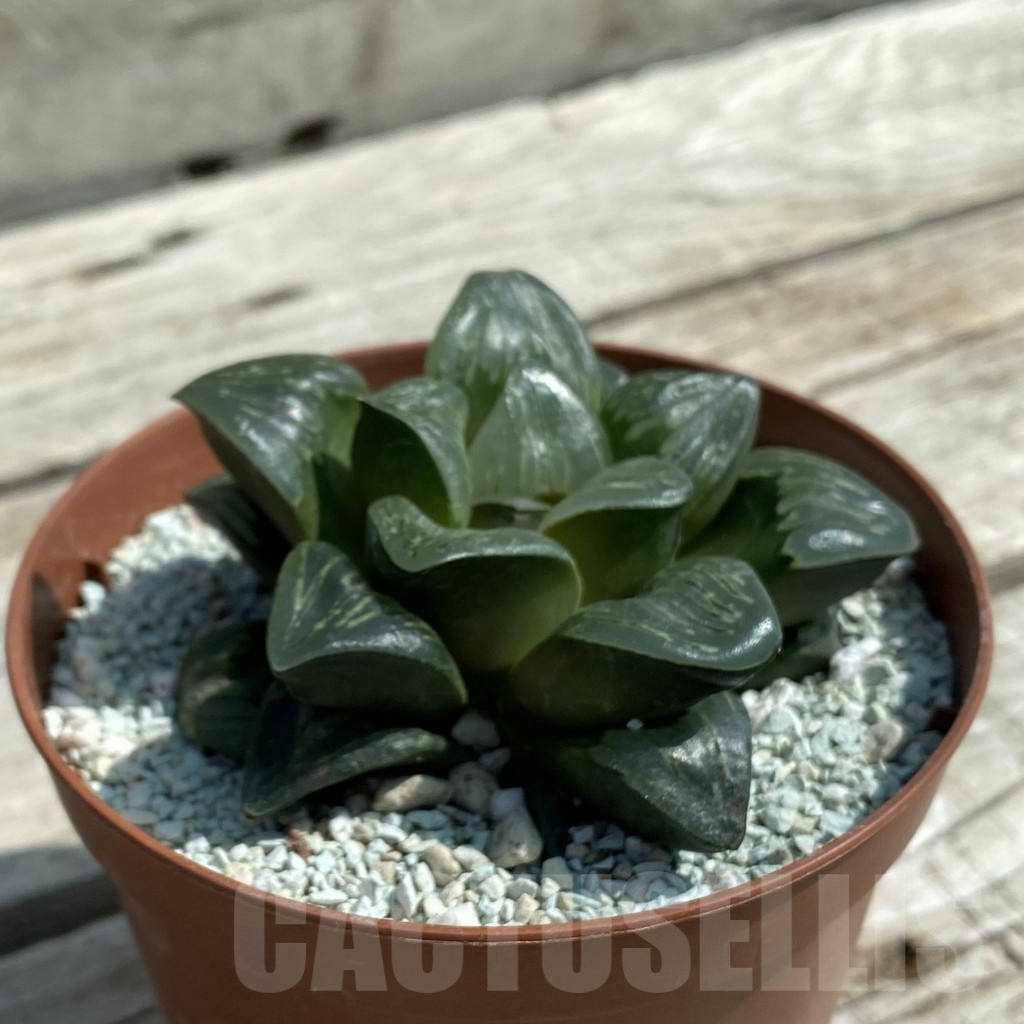 SH8499 Haworthia 'Silver Turtle' - 画像 (2)