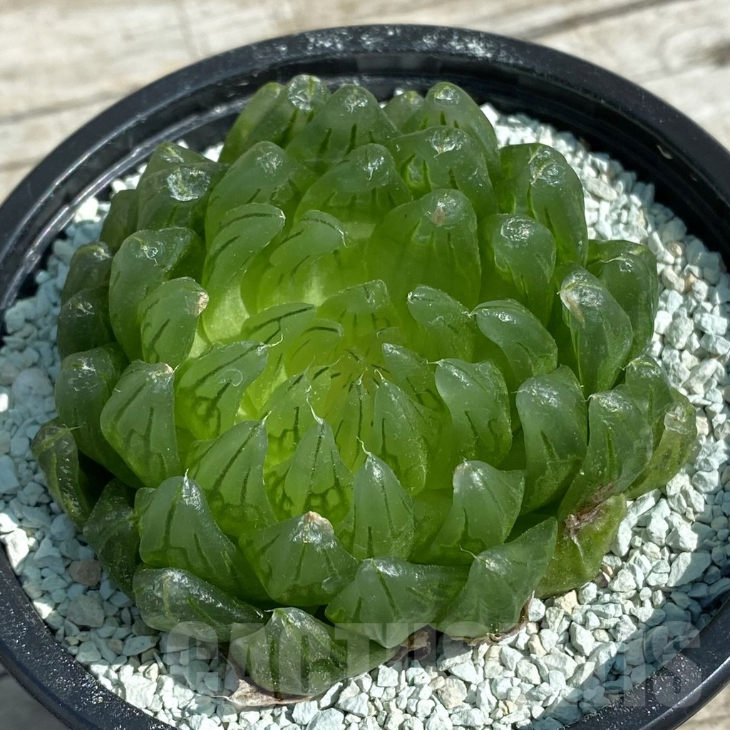 SH8501 Haworthia cooperi ‘Led mutant’