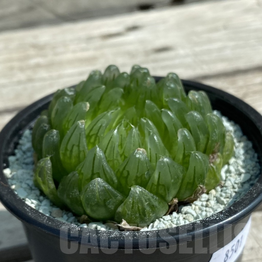 SH8501 Haworthia cooperi ‘Led mutant’ – Bild 2
