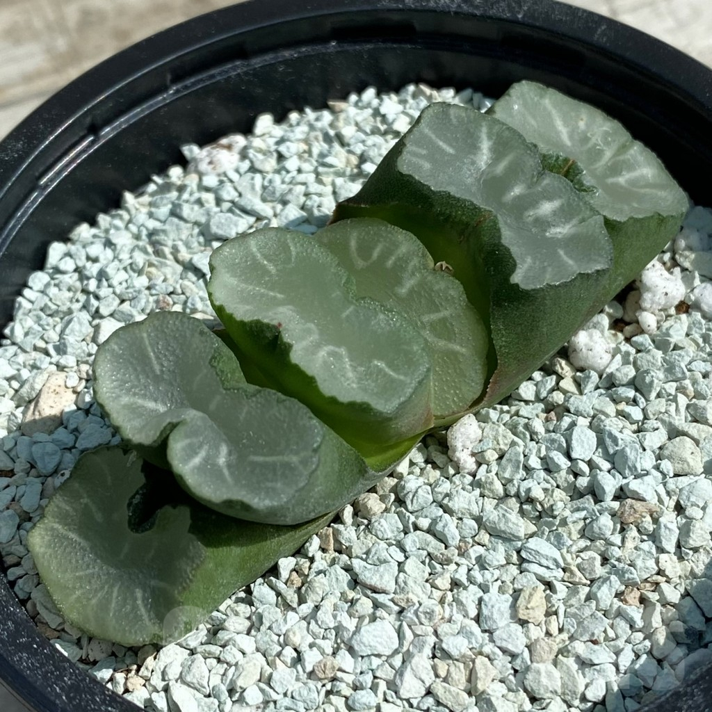 SH8504 Haworthia truncata ‘White Jade’