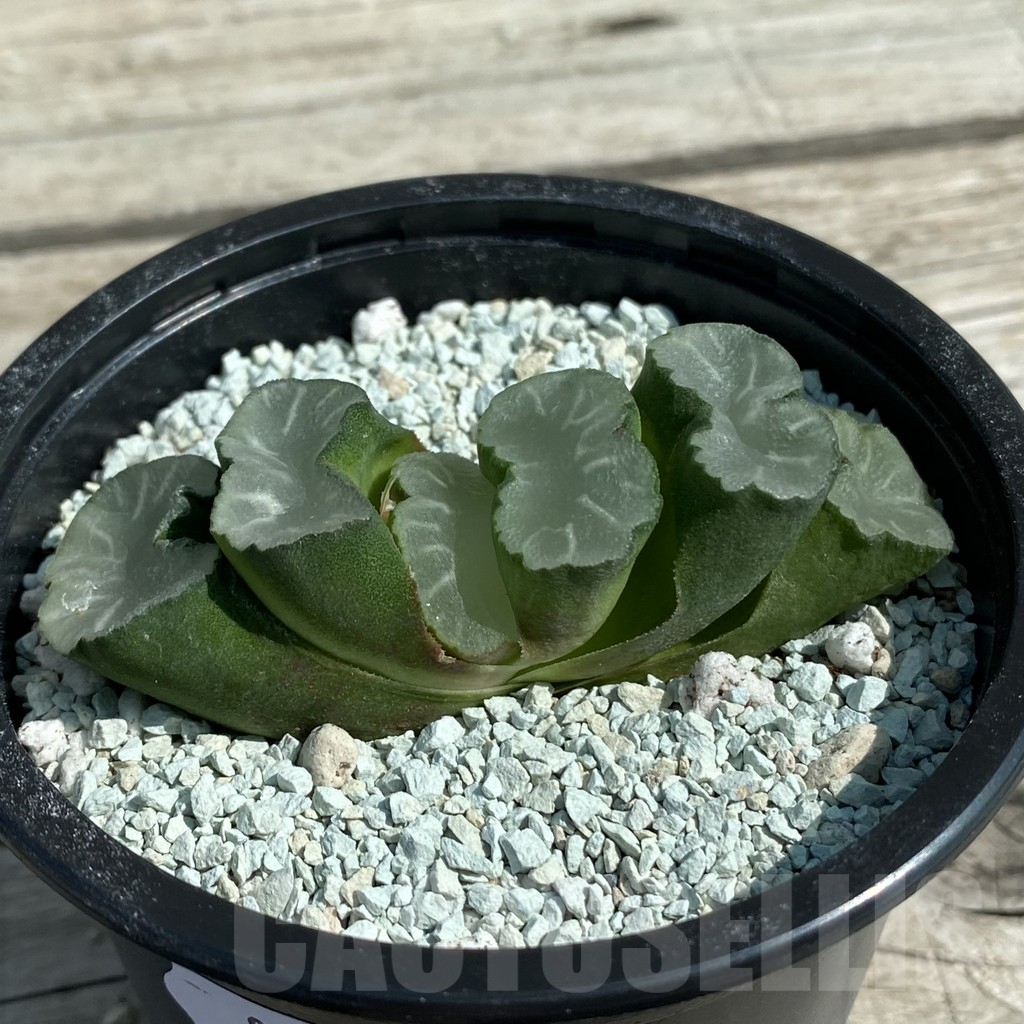 SH8504 Haworthia truncata ‘White Jade’ - Image 2
