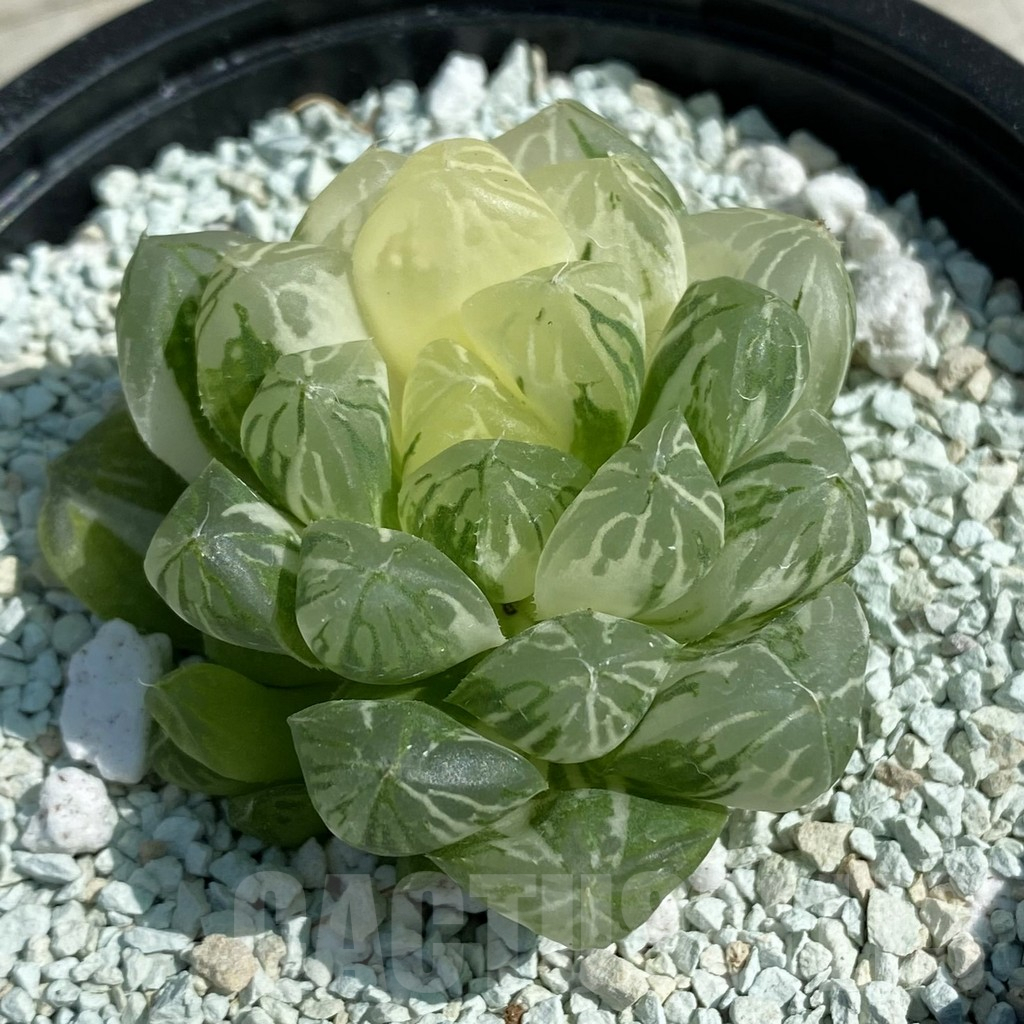 SH8505 Haworthia ‘Red House’
