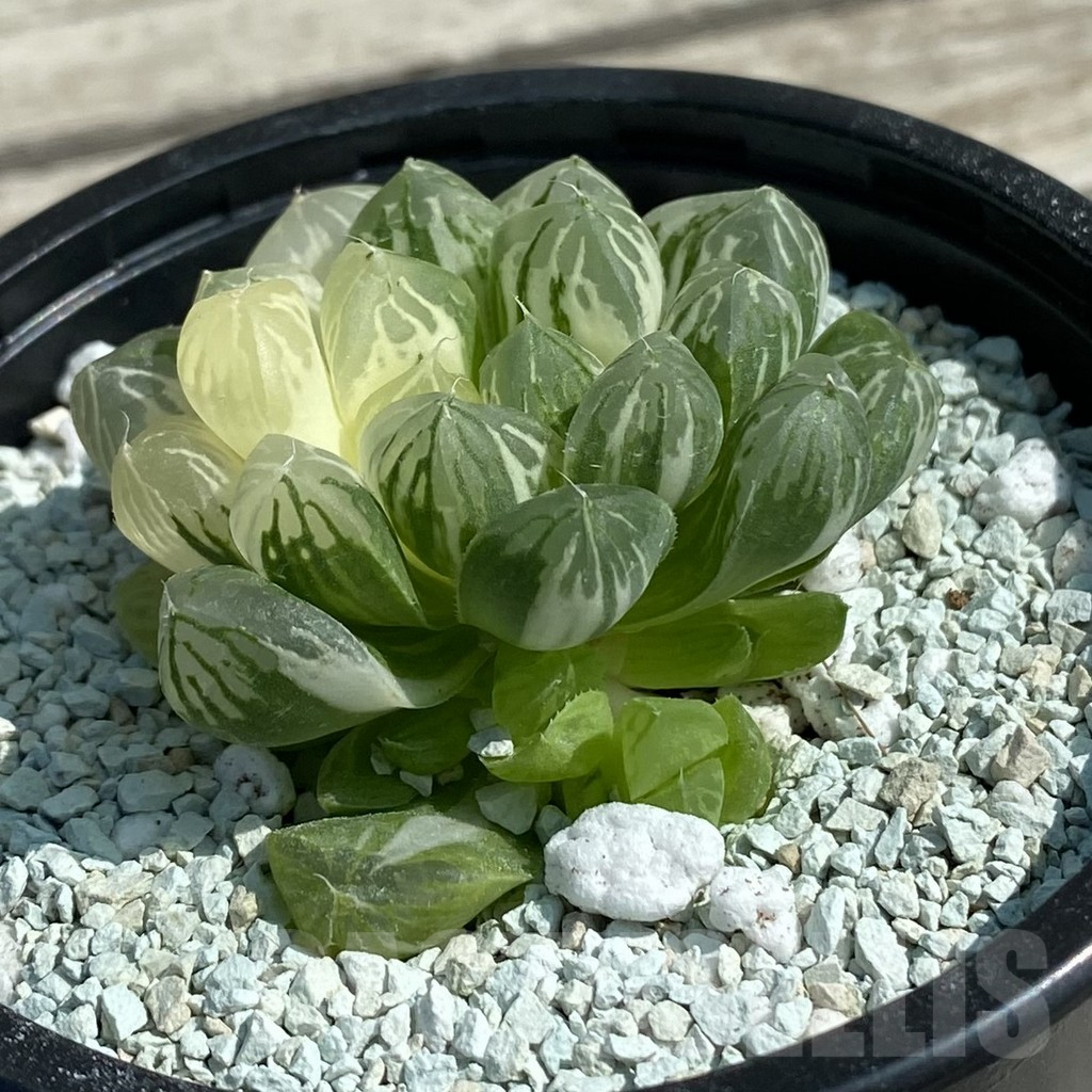 SH8505 Haworthia ‘Red House’ - Image 2