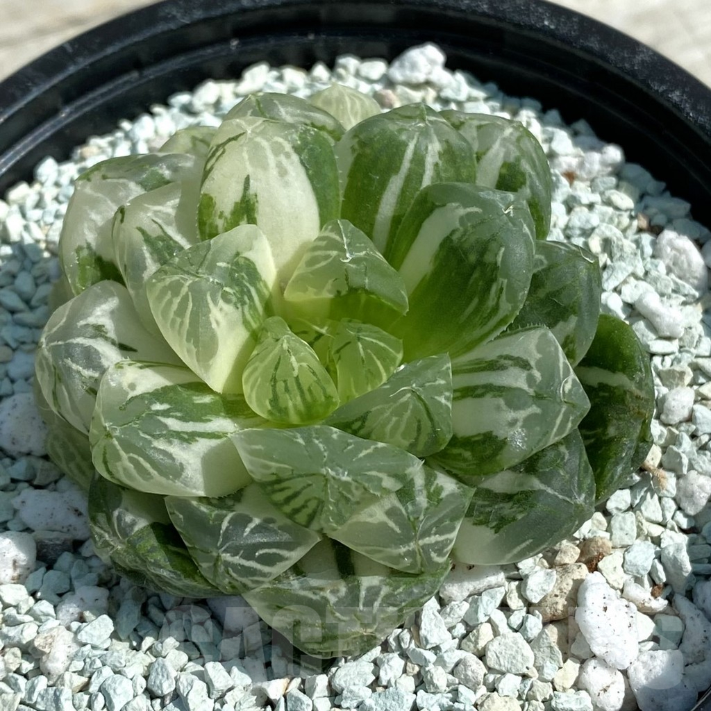 SH8506 Haworthia ‘Red House’