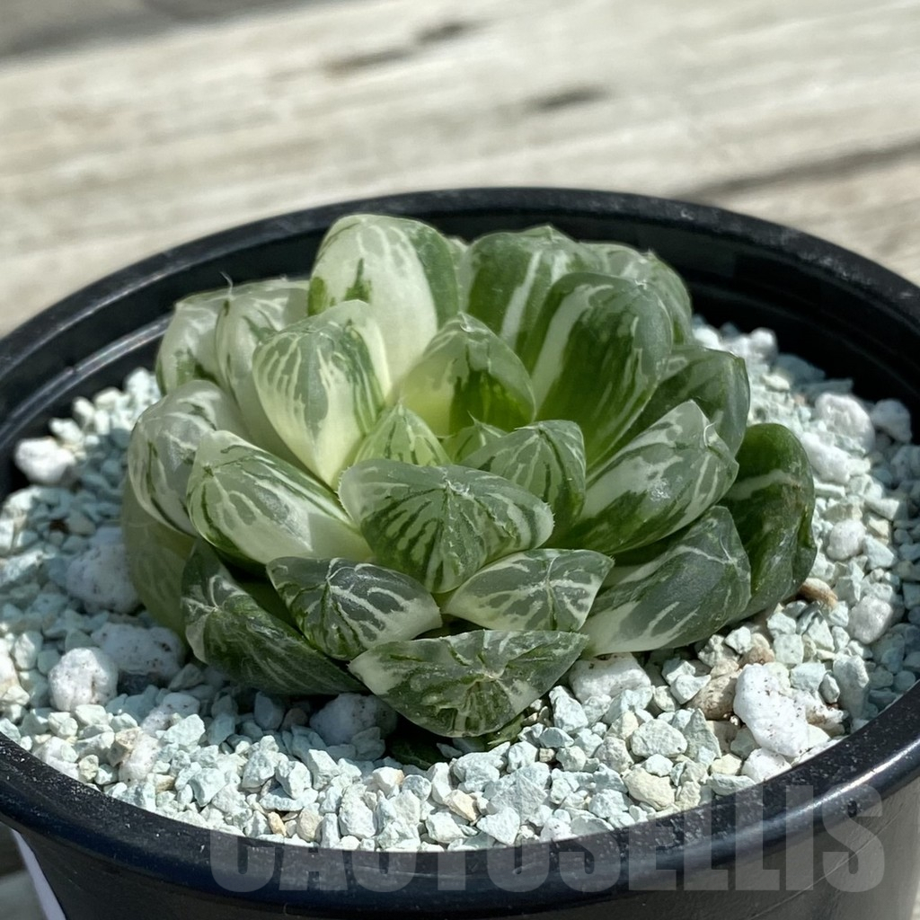 SH8506 Haworthia ‘Red House’ - Obrázek 2