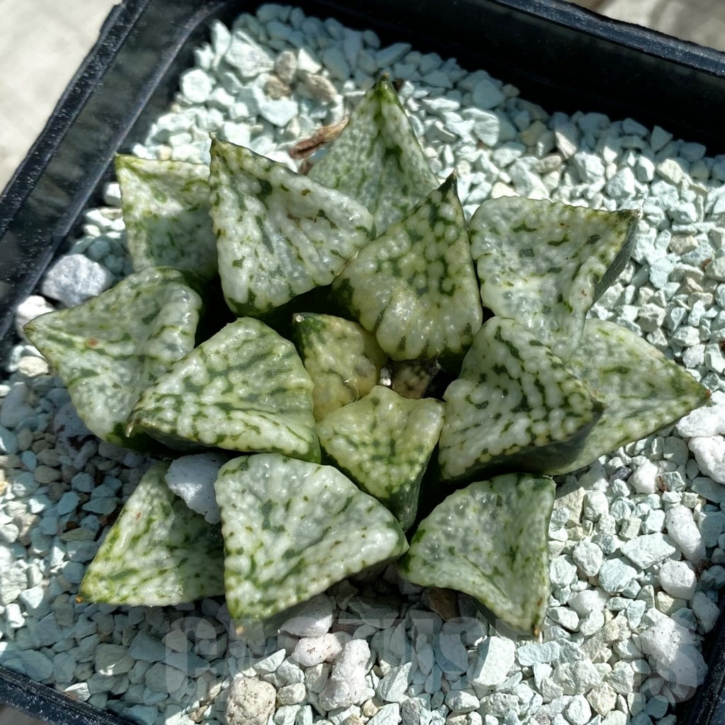 SH8508 Haworthia picta ‘Pandora’