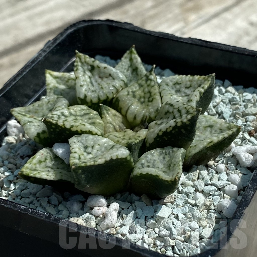 SH8508 Haworthia picta ‘Pandora’ - Image 2
