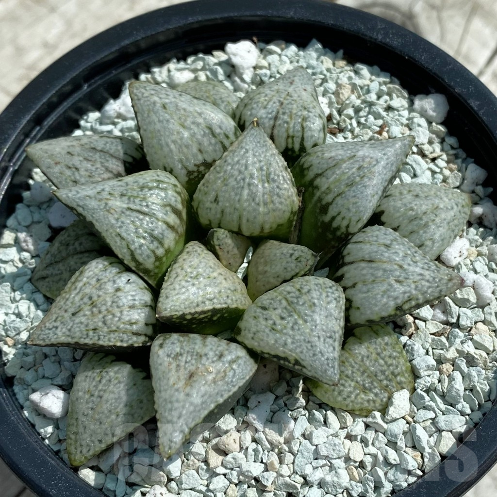 SH8509 Haworthia picta ‘White Magic’