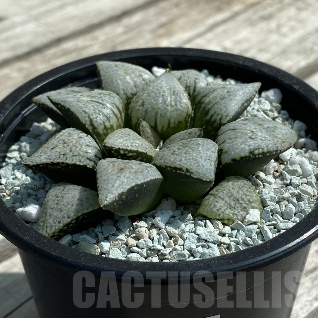 SH8509 Haworthia picta ‘White Magic’ - immagine 2