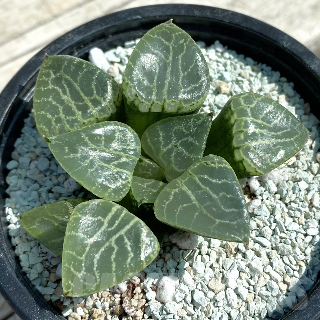 SH8514 Haworthia ‘Crystal’