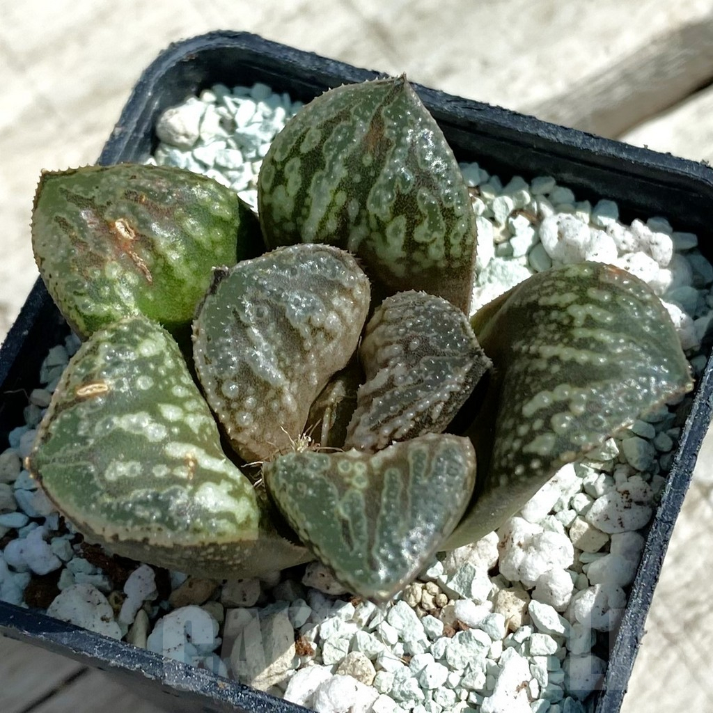 SH8515 Haworthia 'Snake'
