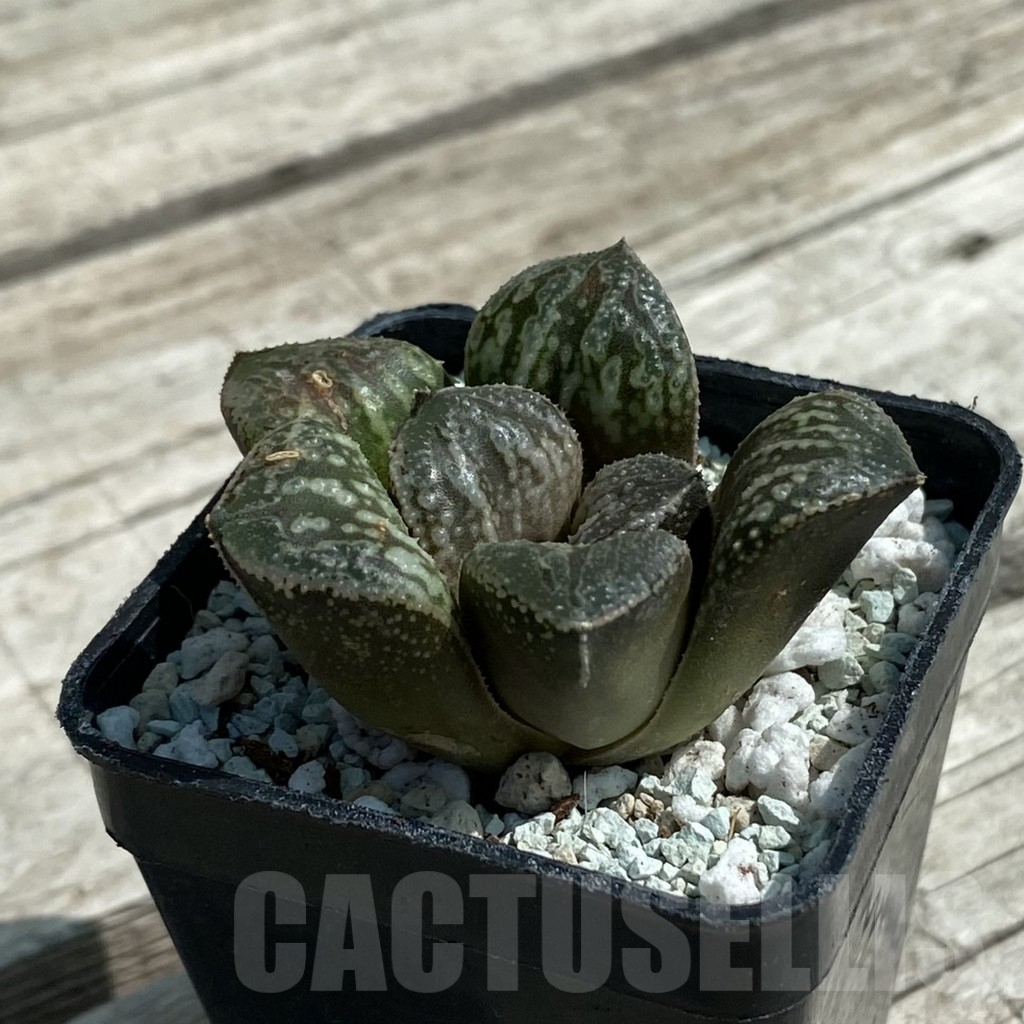 SH8515 Haworthia 'Snake' - immagine 2