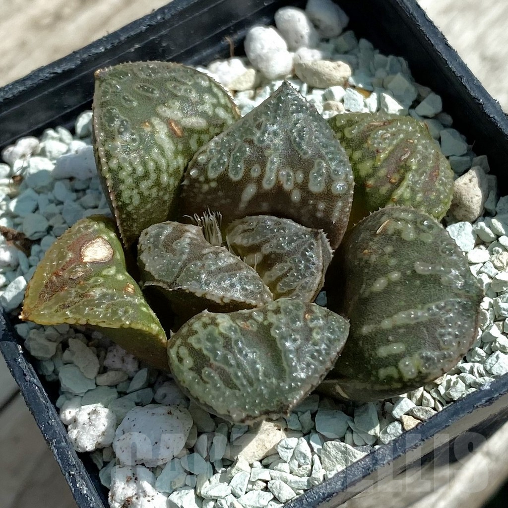 SH8517 Haworthia 'Snake'