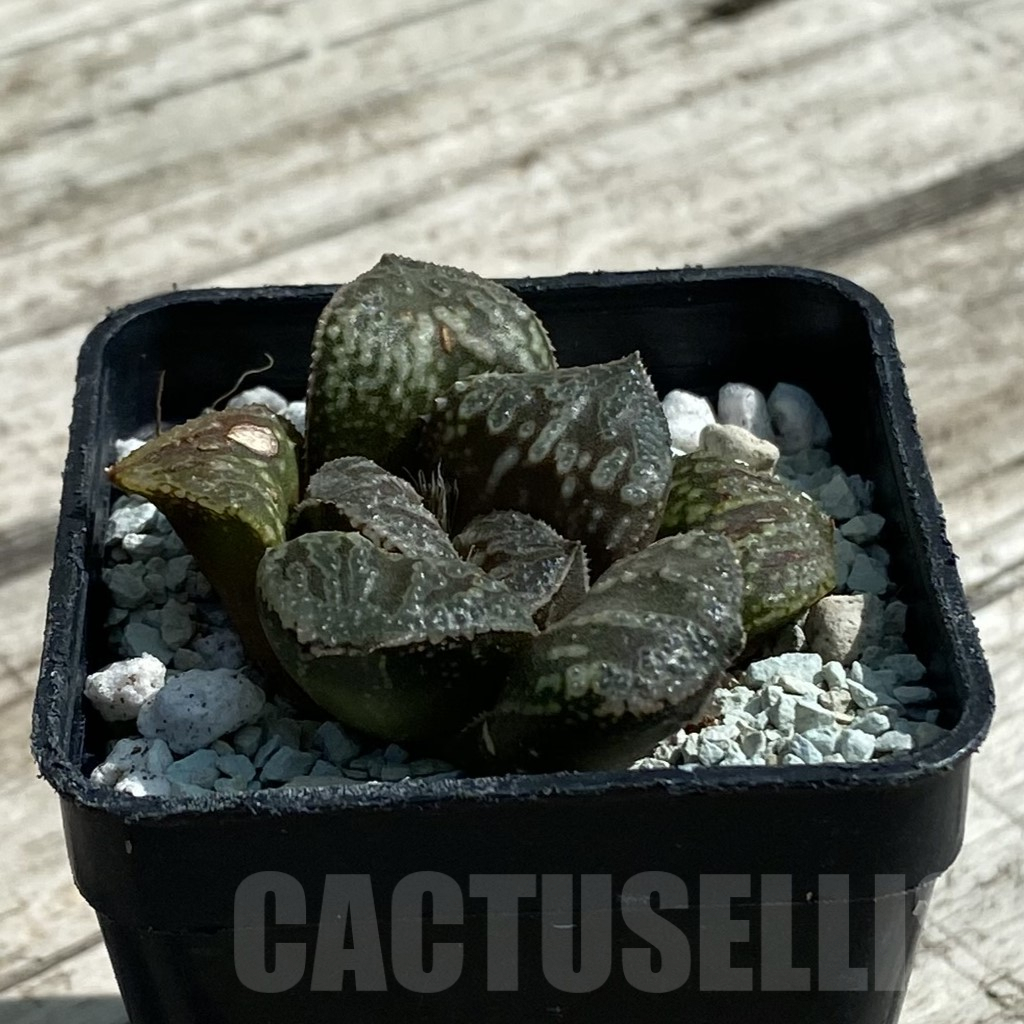 SH8517 Haworthia 'Snake' - Obrázek 2