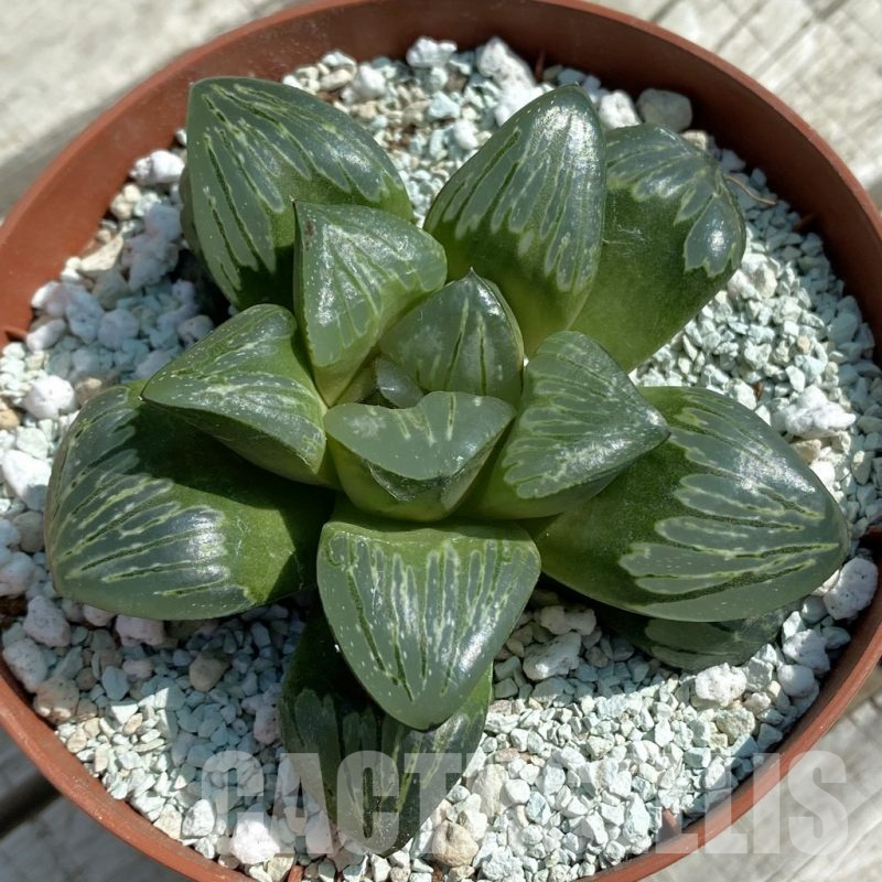 SH8494 Haworthia 'Silver Turtle'