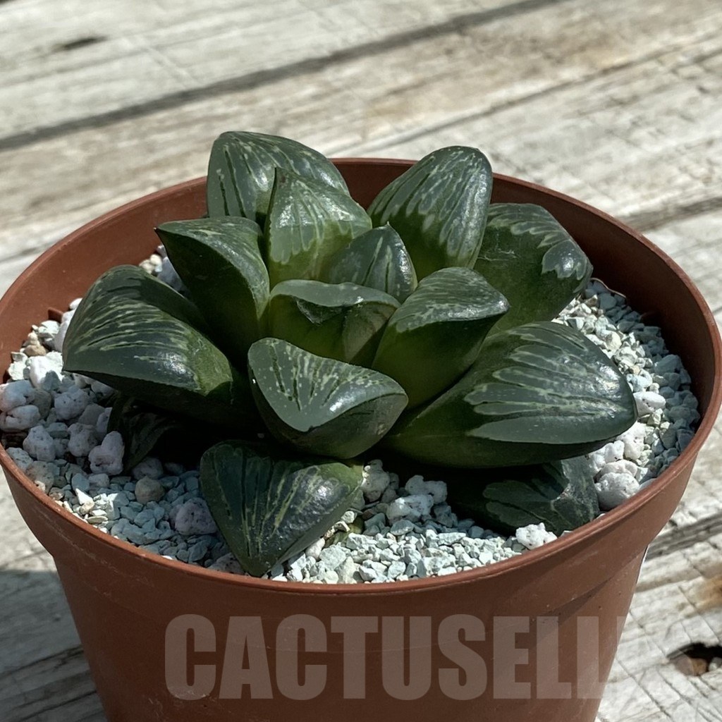 SH8494 Haworthia 'Silver Turtle' - immagine 2