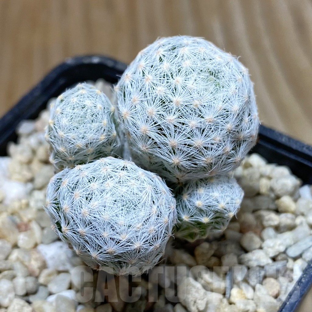 SH8597 Mammillaria humboldtii v. caespitosa