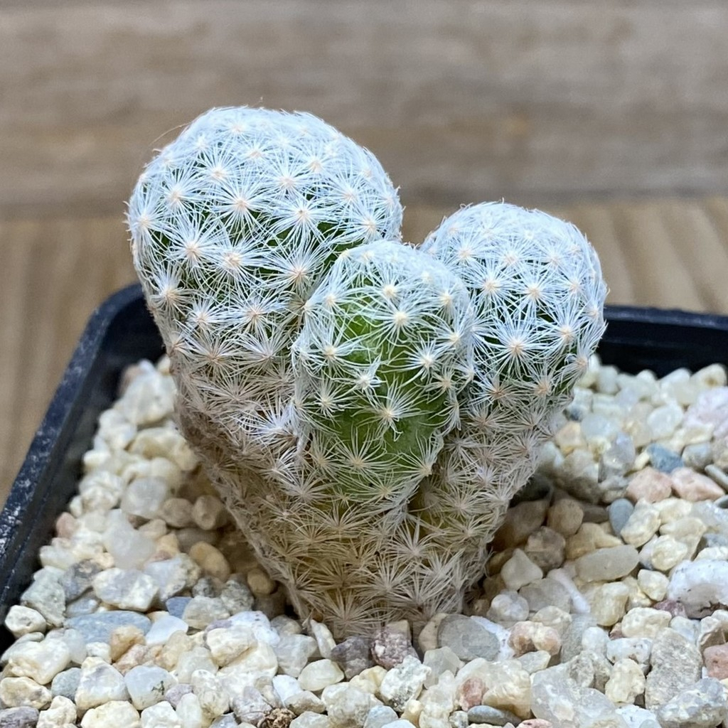 SH8597 Mammillaria humboldtii v. caespitosa - Image 2