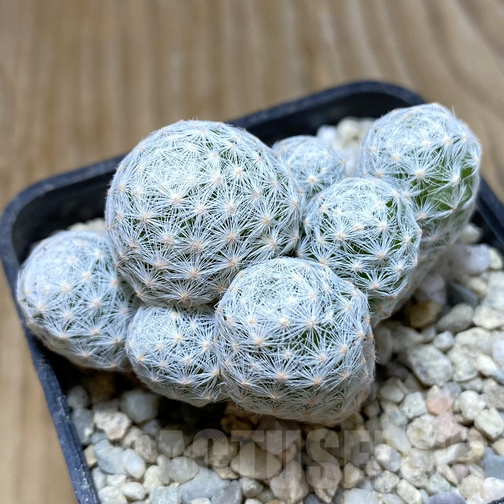 SH8598 Mammillaria humboldtii v. caespitosa