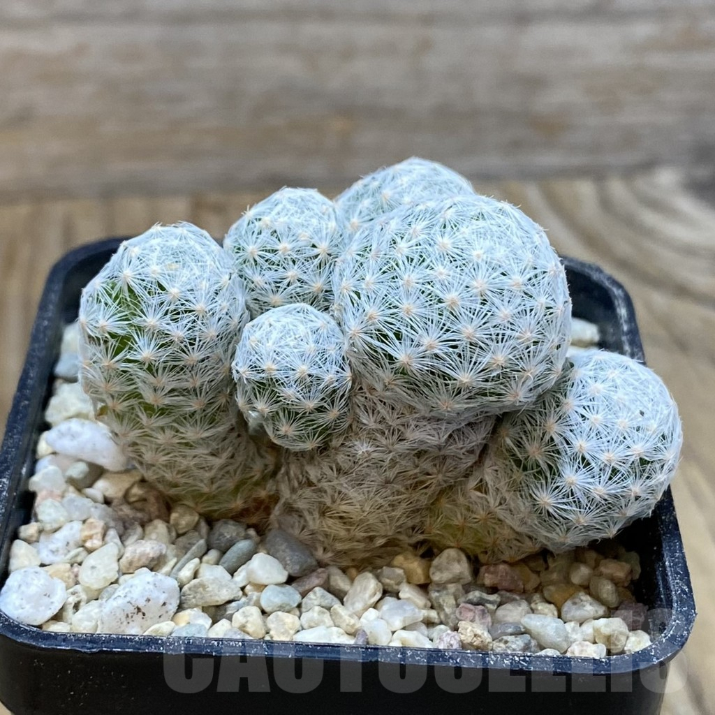 SH8598 Mammillaria humboldtii v. caespitosa - Image 2