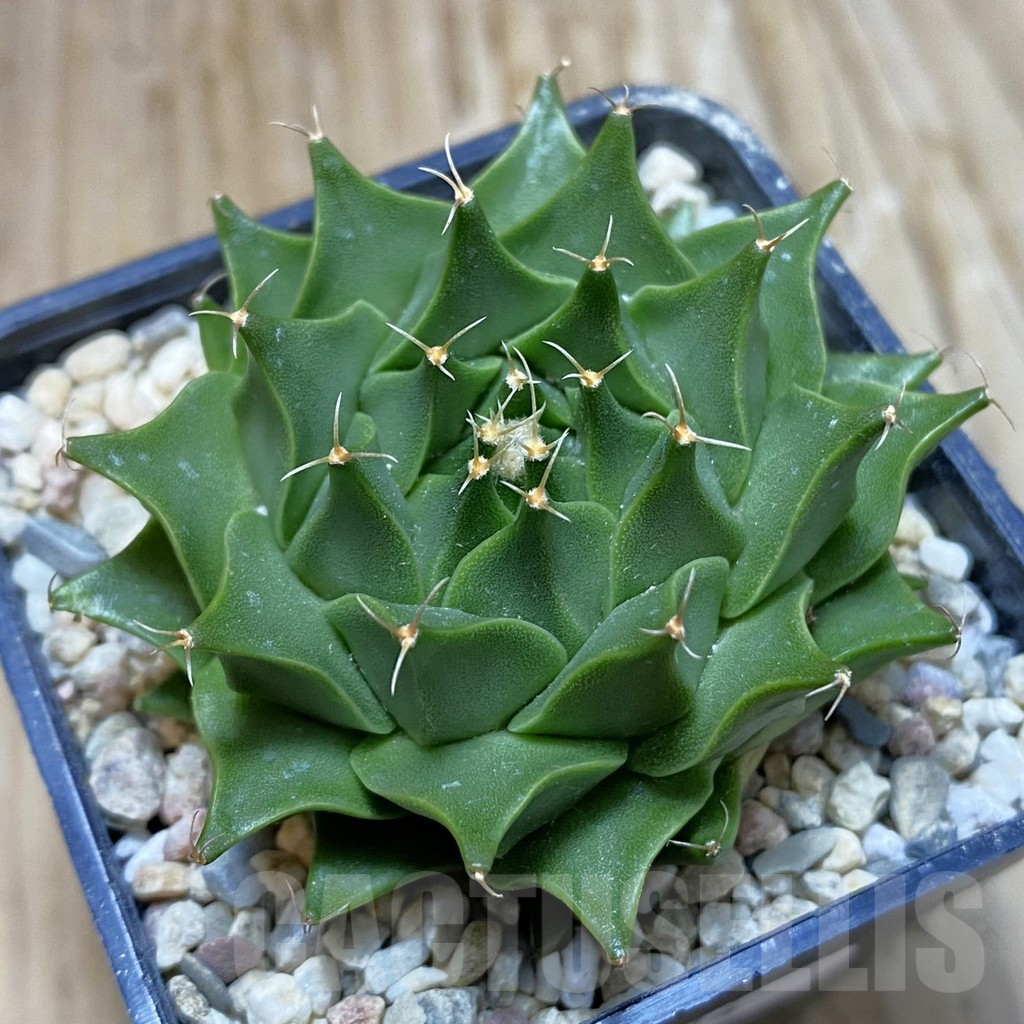 SH8624 Obregonia denegrii