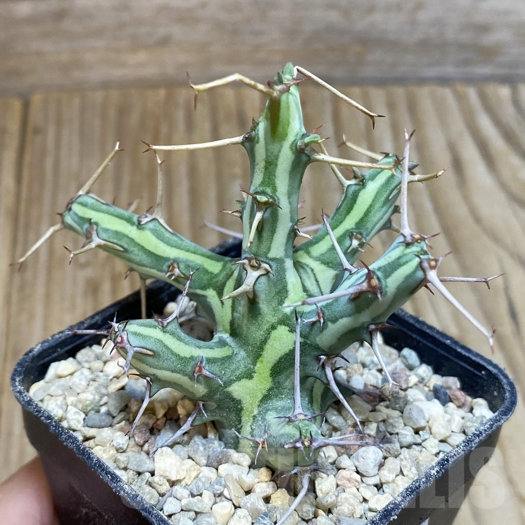 SH8601 Euphorbia schizacantha