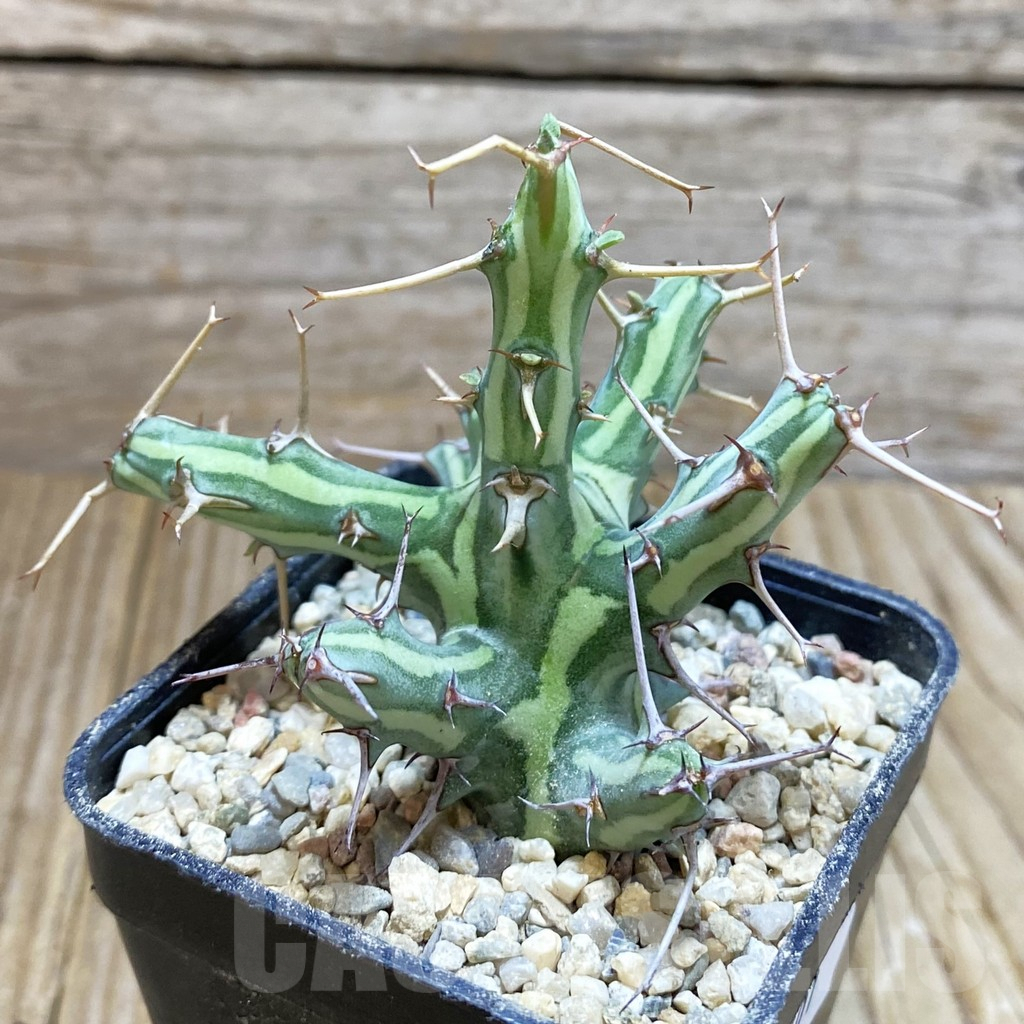 SH8601 Euphorbia schizacantha - immagine 2