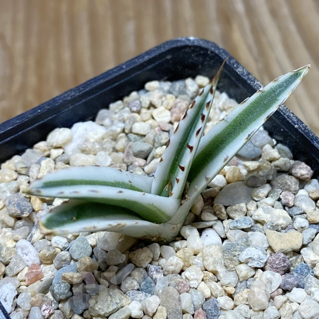 SH8602 Agave victoriae-reginae 'White Rhino'