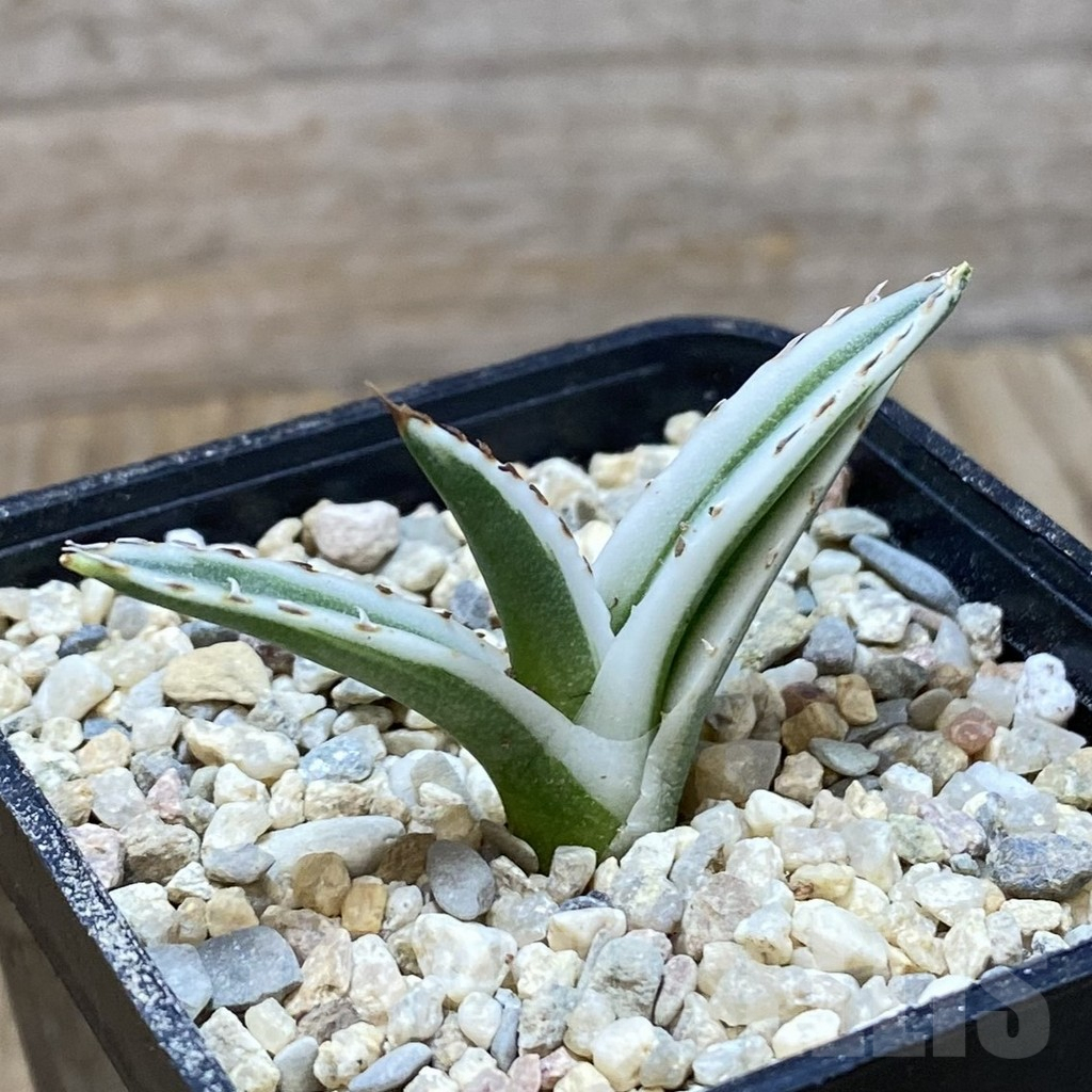 SH8602 Agave victoriae-reginae 'White Rhino' - immagine 2
