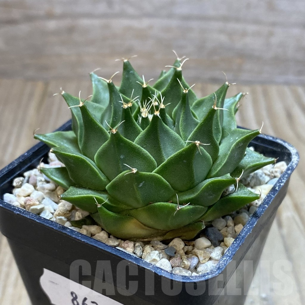 SH8624 Obregonia denegrii - Obrázek 2