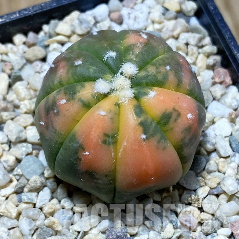SH8609 Astrophytum asterias ‘Red Purple Skin’ f. variegata