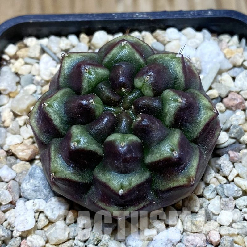 SH8625 Gymnocalycium mihanovichii ‘Day Dream’, seedling