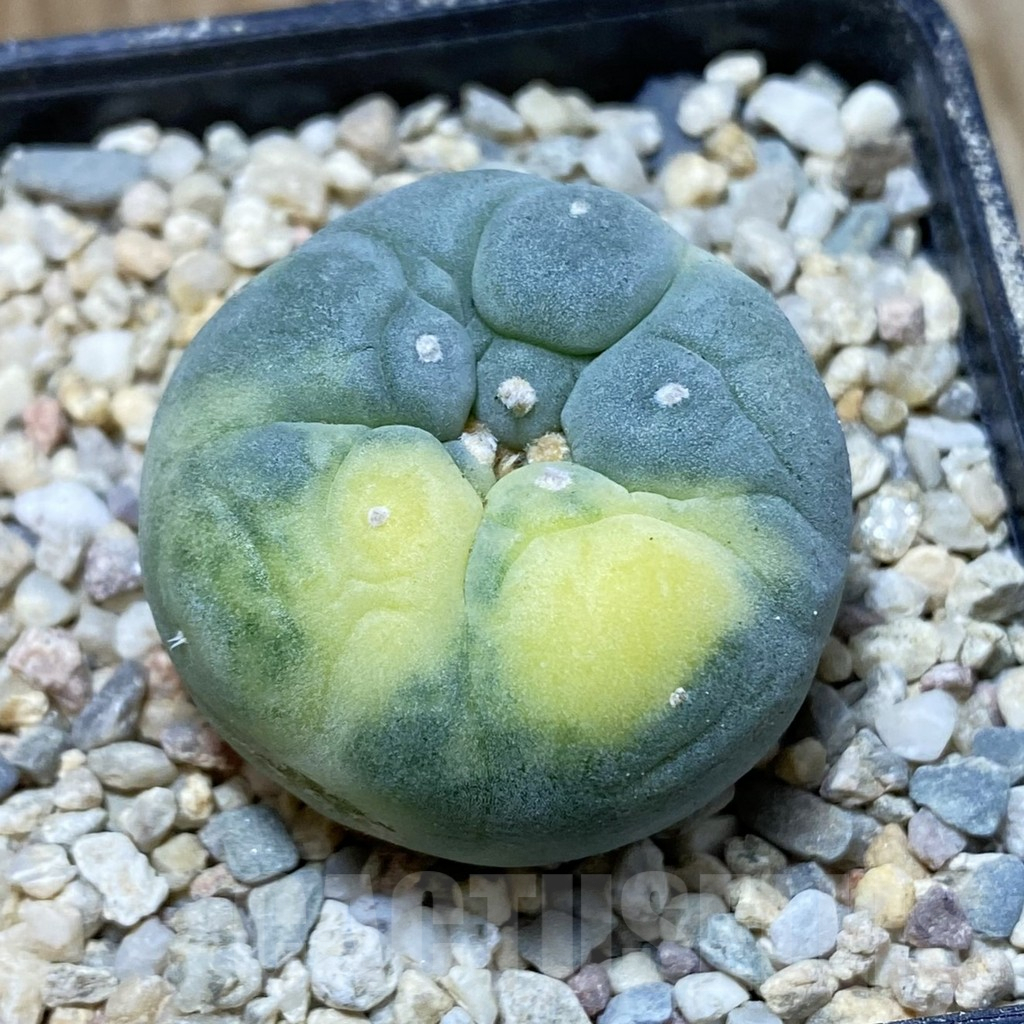 SH8612 Anhalonium f. variegata