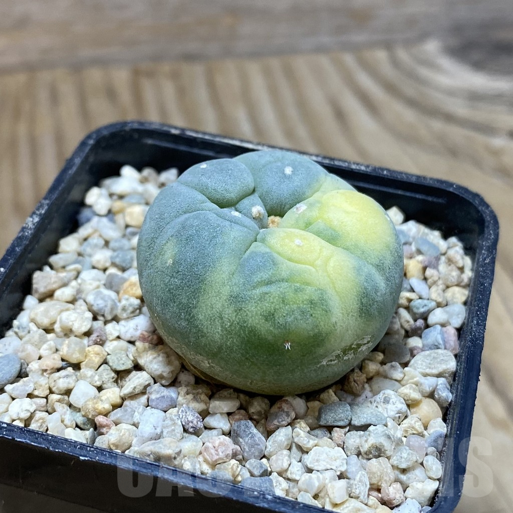 SH8612 Anhalonium f. variegata - immagine 2